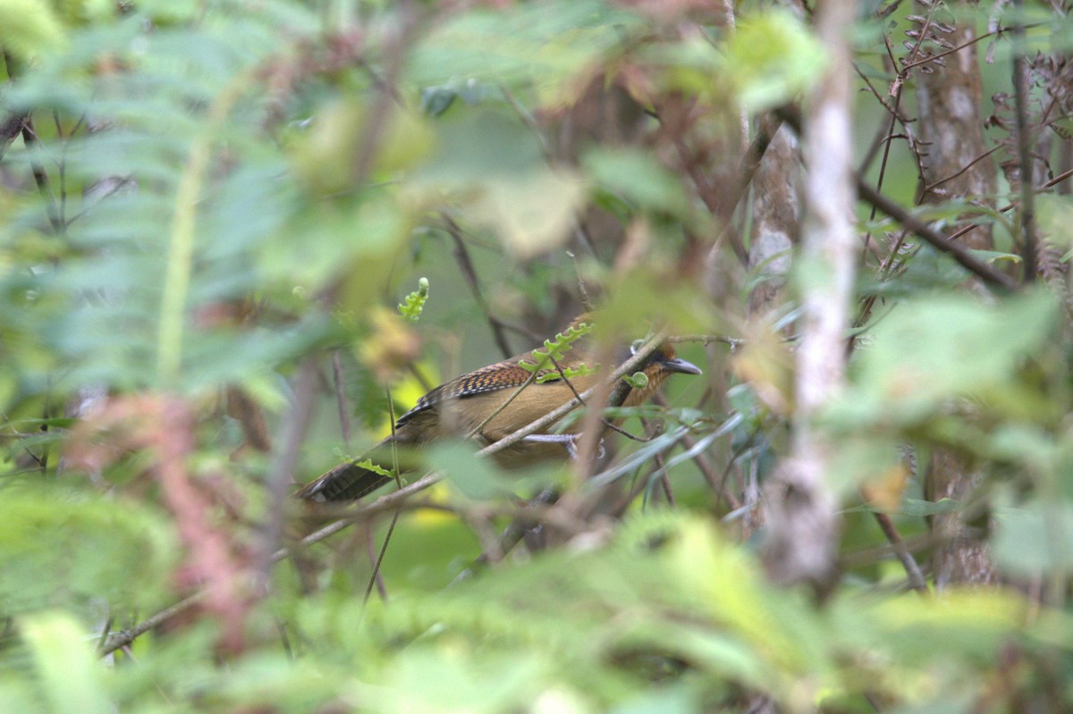 Braunbrustbülbül - ML647292153