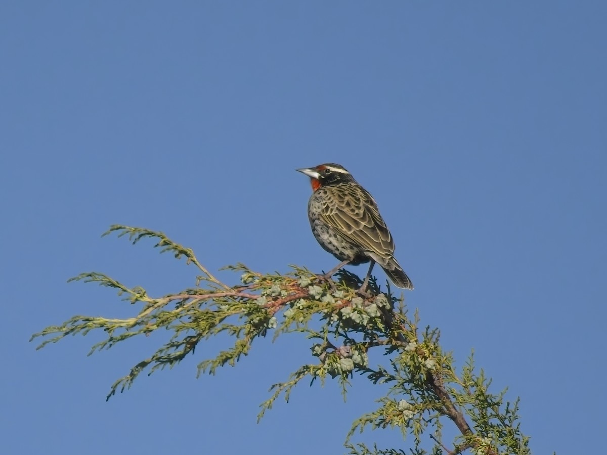 Weißschenkelstärling - ML647292154