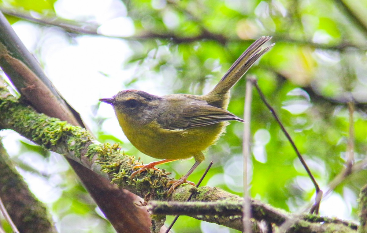 Goldhähnchen-Waldsänger - ML647292155