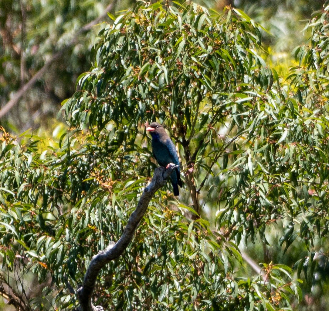 Türkisracke - ML647292159