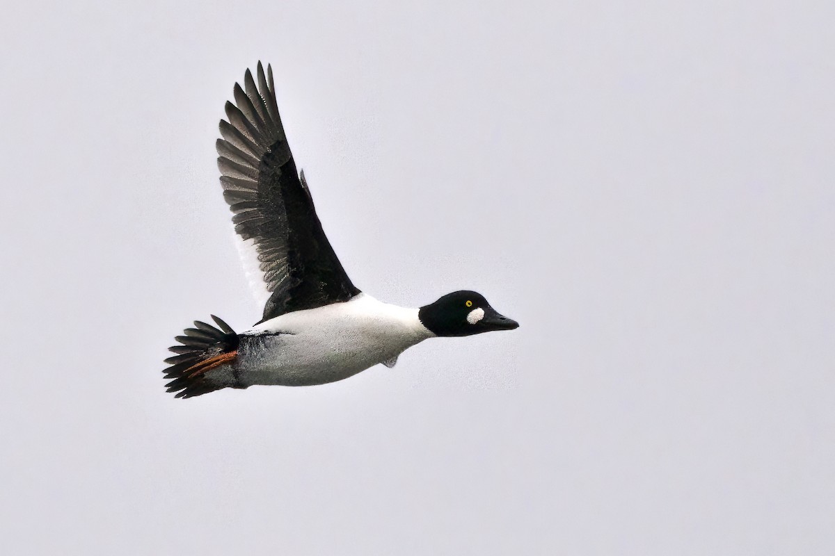 Schellente - ML647292160