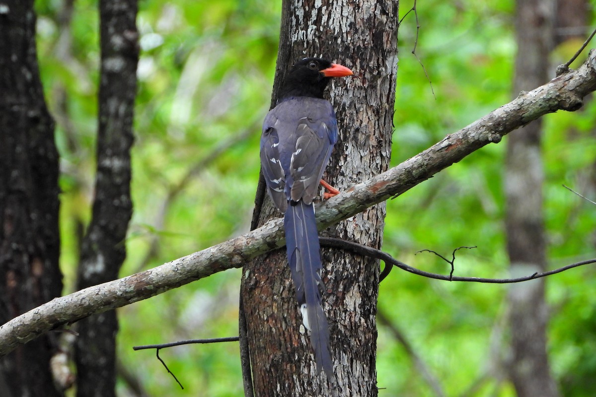 Rotschnabelkitta - ML647292162