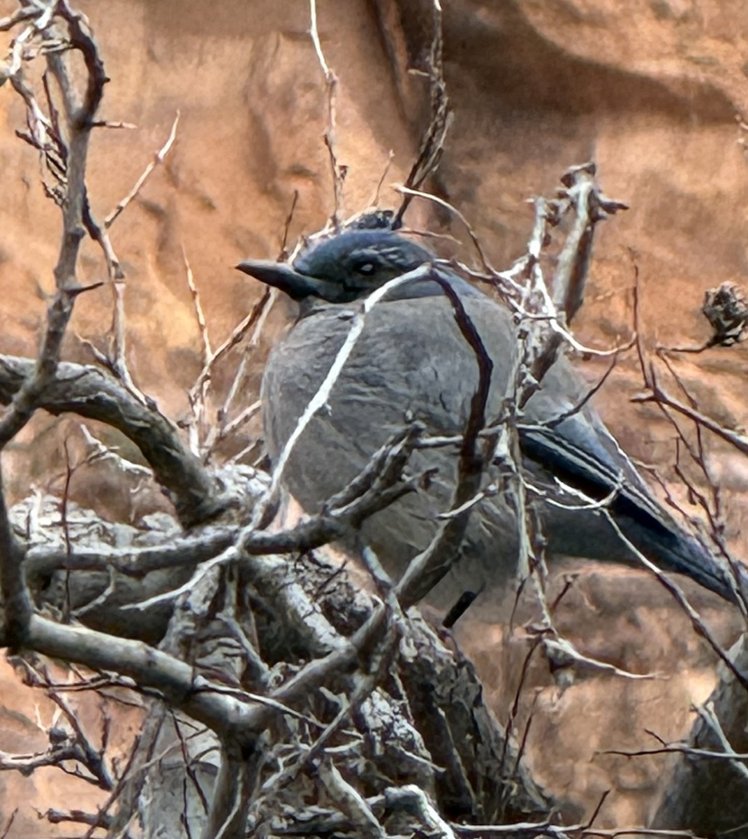 Woodhousehäher - ML647292165