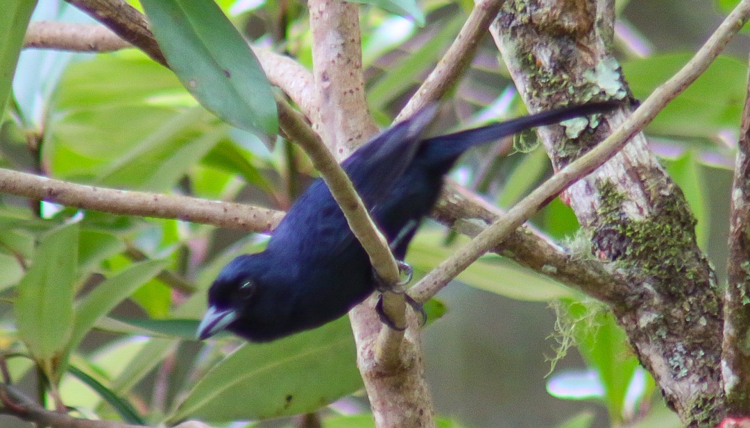 Ruby-crowned Tanager - ML647292184