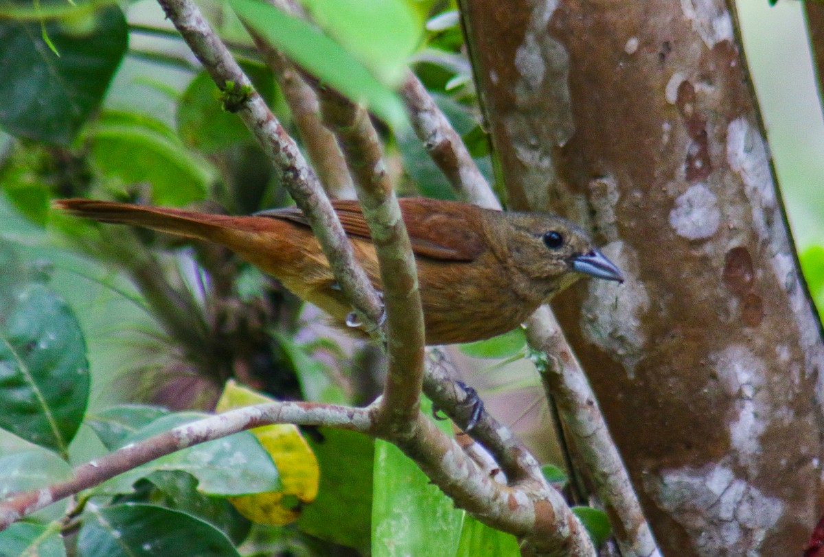 Ruby-crowned Tanager - ML647292185