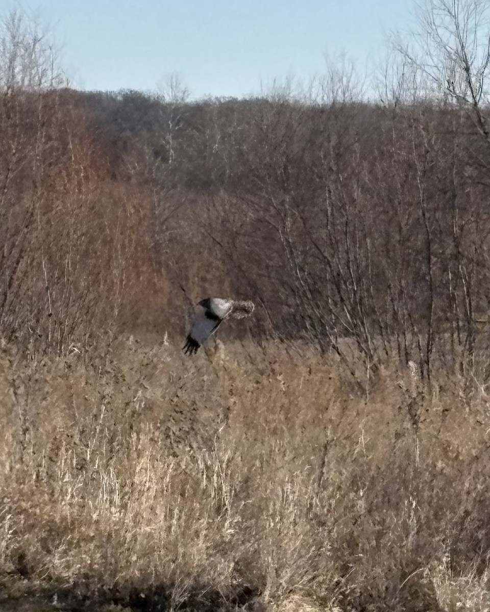 Northern Harrier - ML647292186