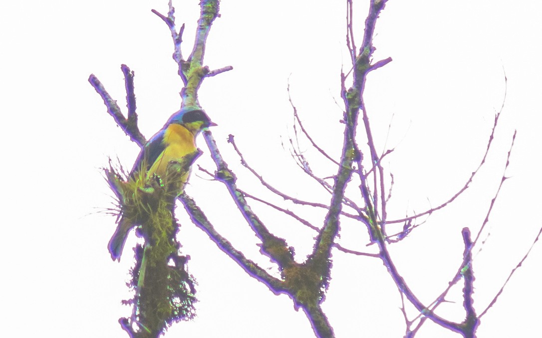 Fawn-breasted Tanager - ML647292190