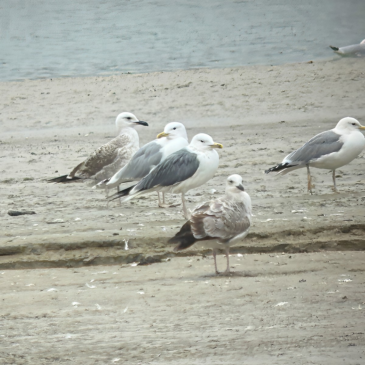 ニシセグロカモメ - ML647292195