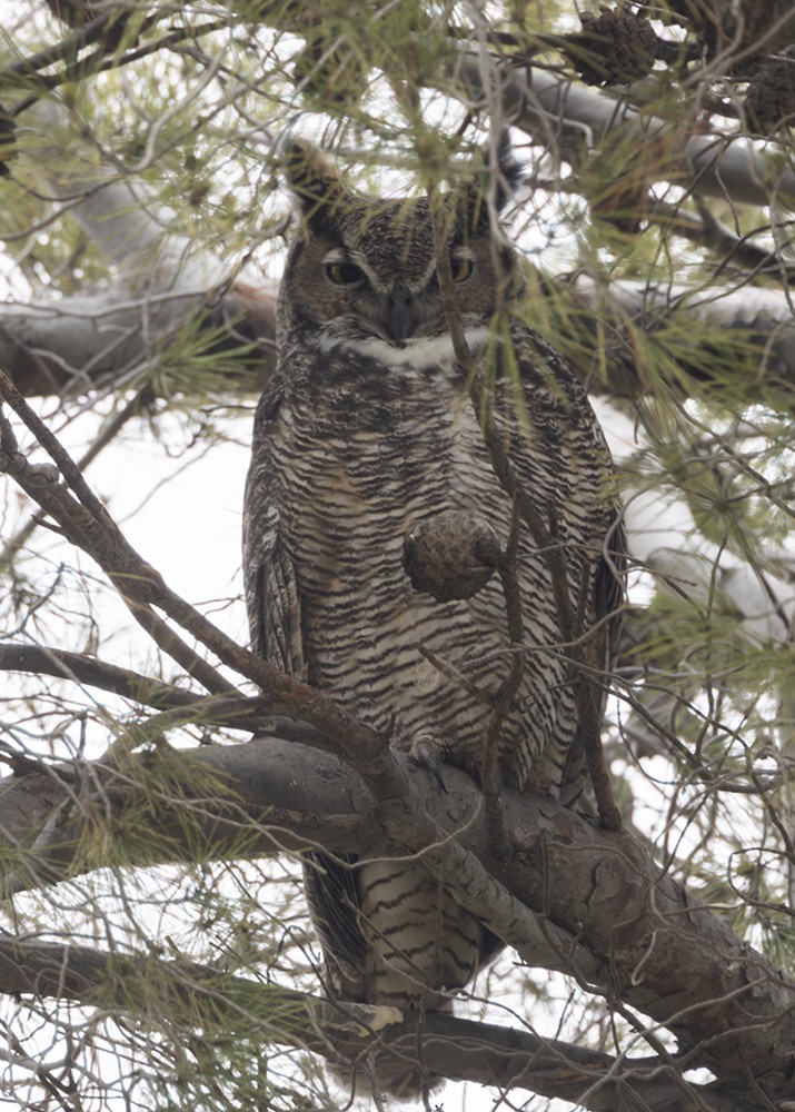 Great Horned Owl - ML647292198
