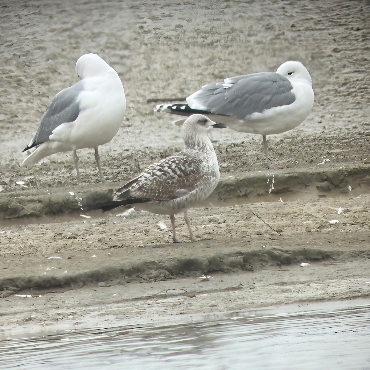 ニシセグロカモメ - ML647292202