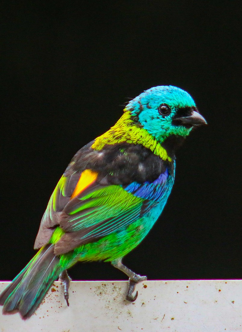 Green-headed Tanager - ML647292206