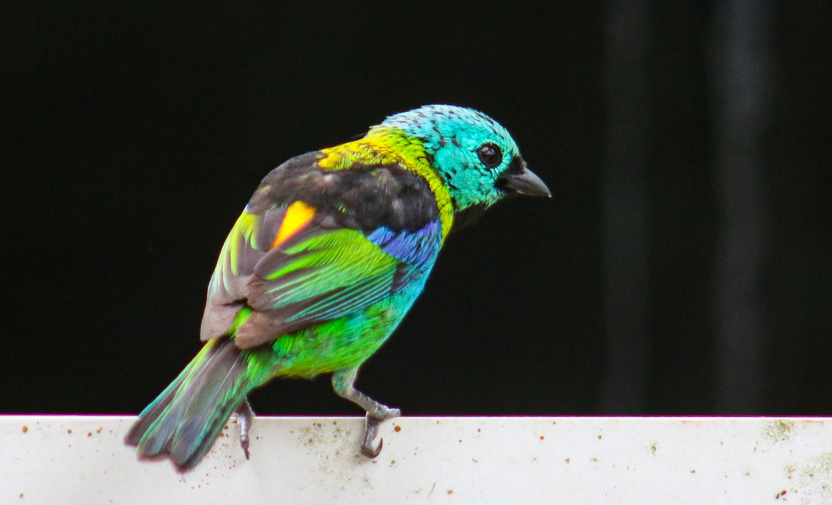 Green-headed Tanager - ML647292207