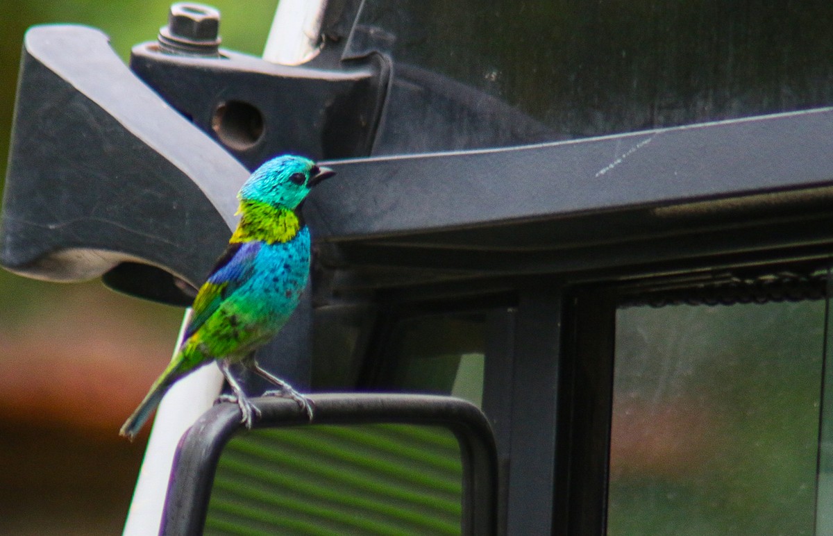 Green-headed Tanager - ML647292208