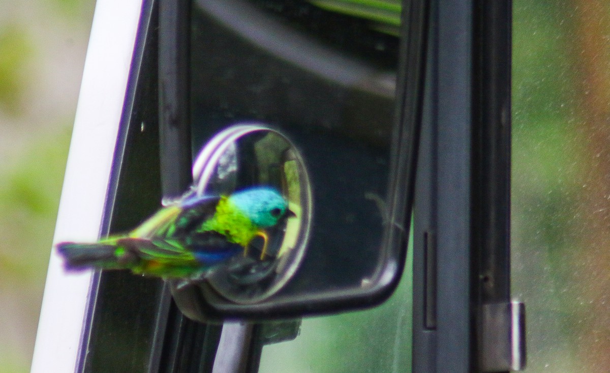 Green-headed Tanager - ML647292209