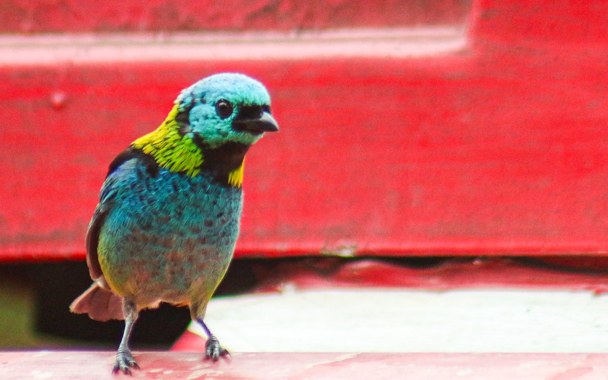 Green-headed Tanager - ML647292210