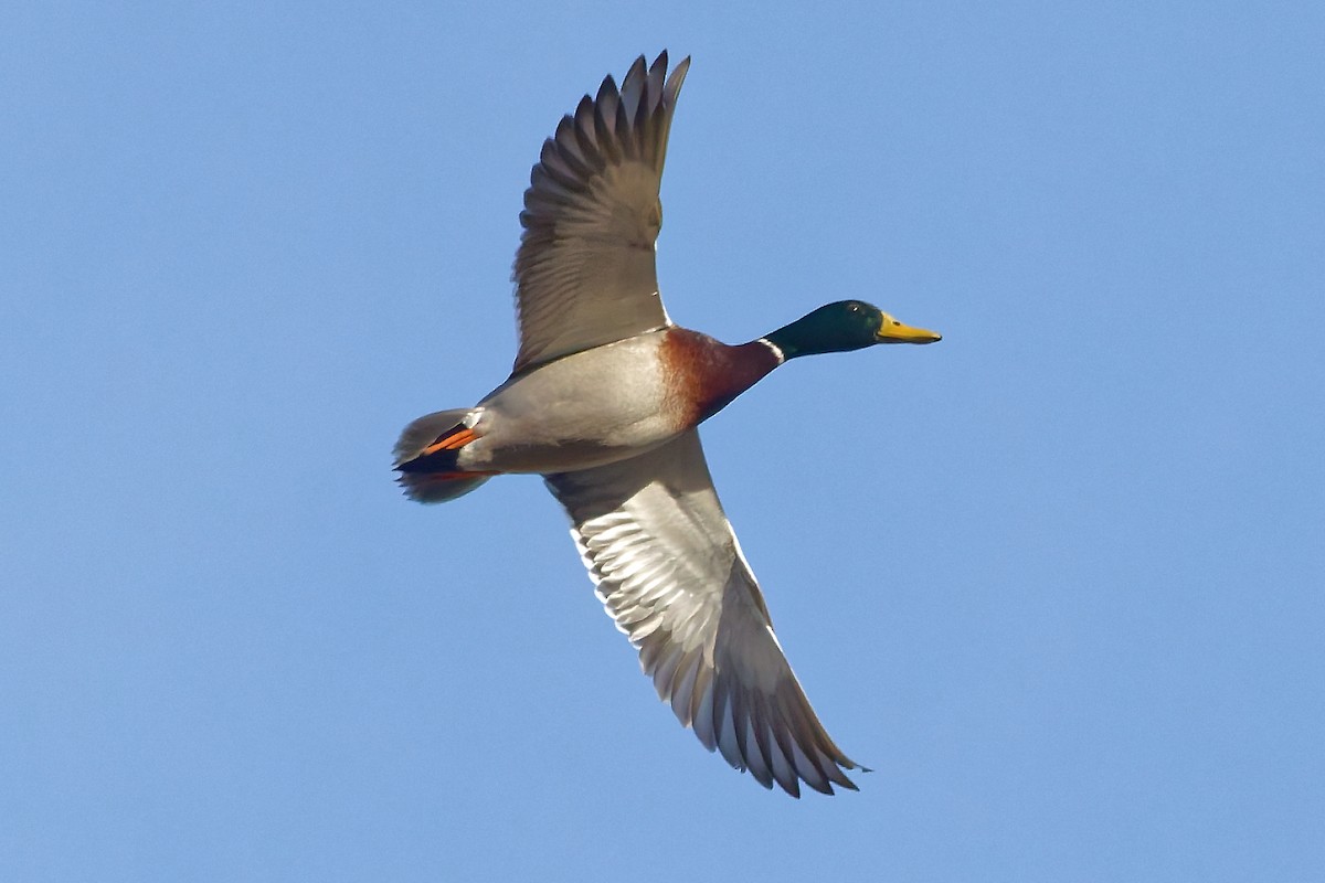 Крижень звичайний - ML647292214