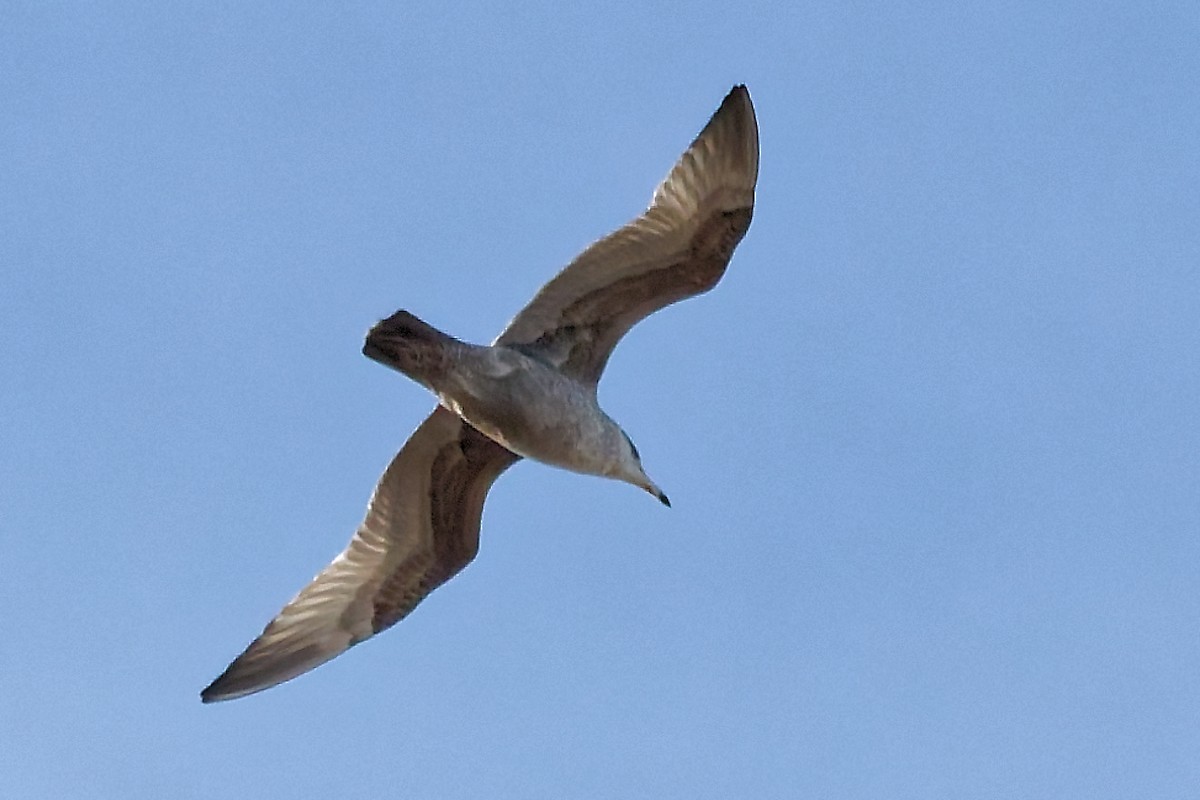 Мартин американський - ML647292220