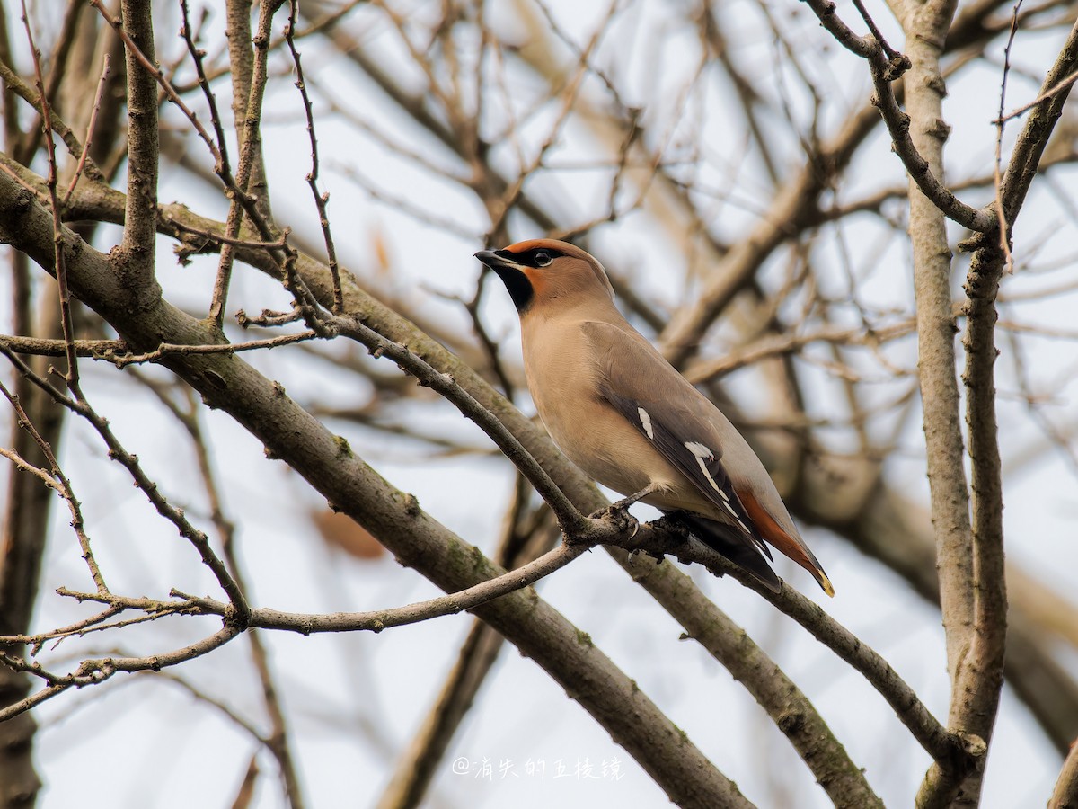 Bohemian Waxwing - ML647292221