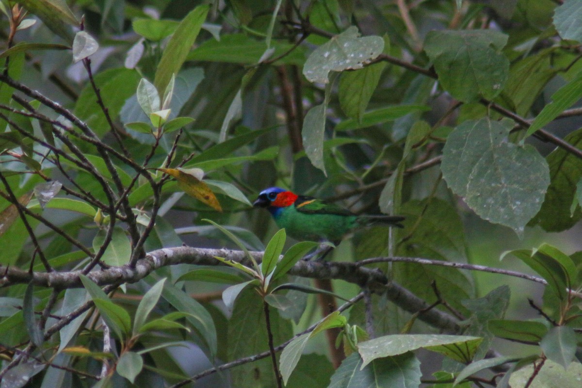 Red-necked Tanager - ML647292222