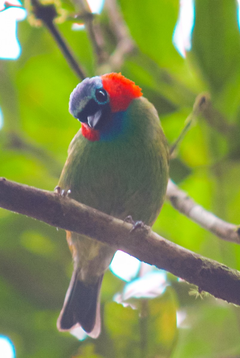 Red-necked Tanager - ML647292223