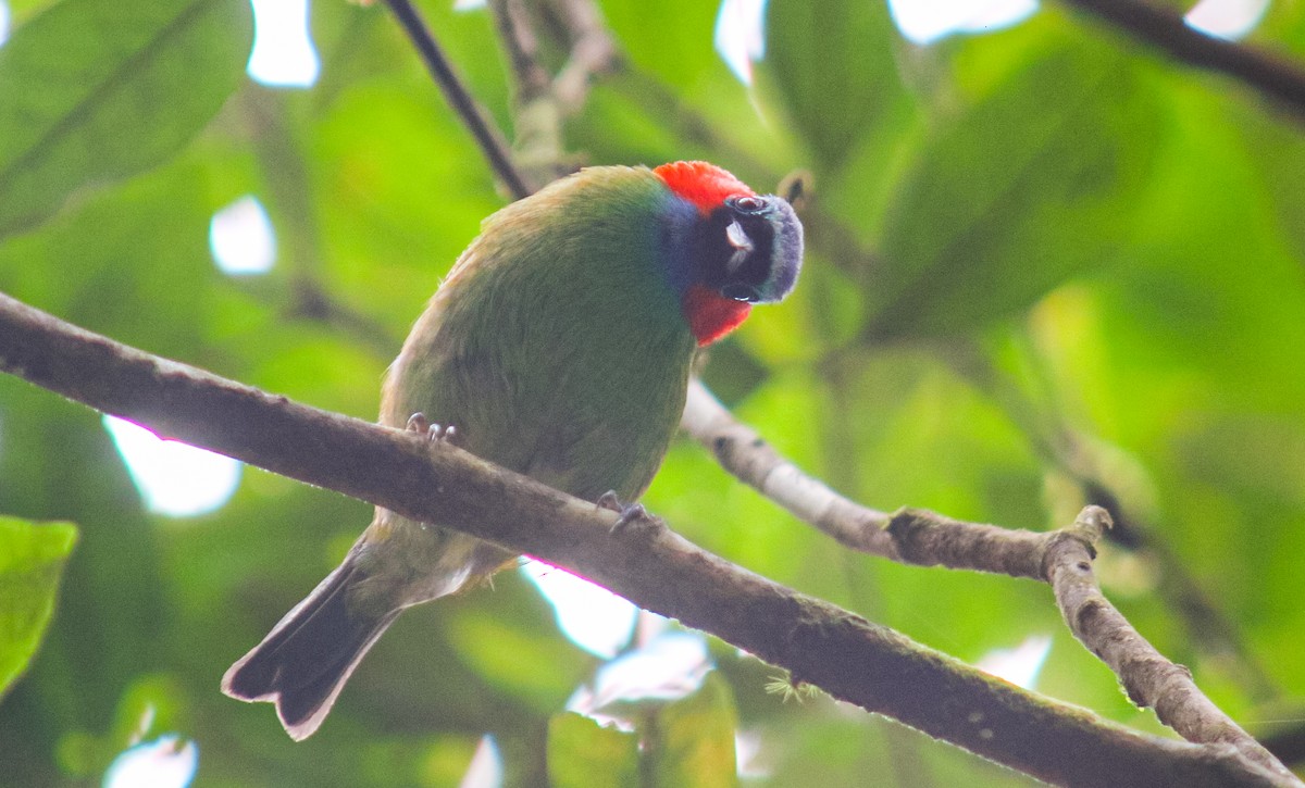 Red-necked Tanager - ML647292224