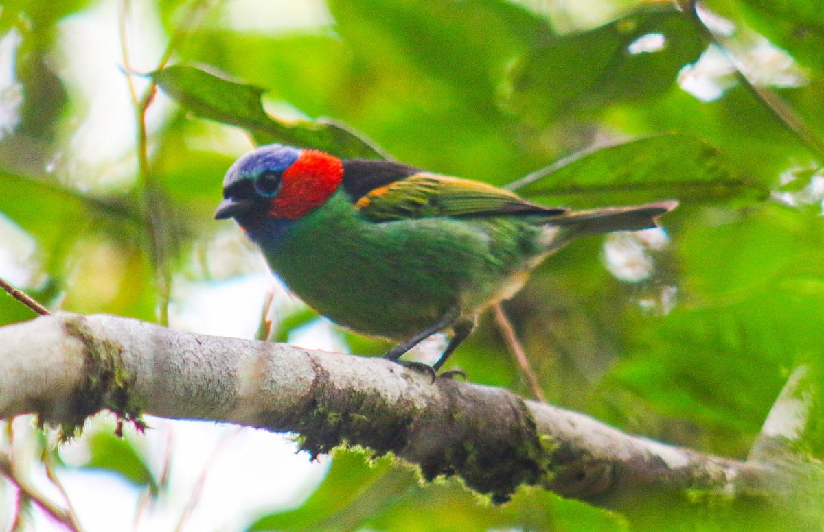 Red-necked Tanager - ML647292225