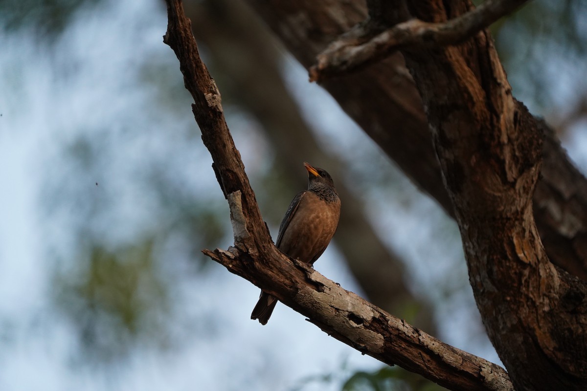 Rosy Starling - ML647292226