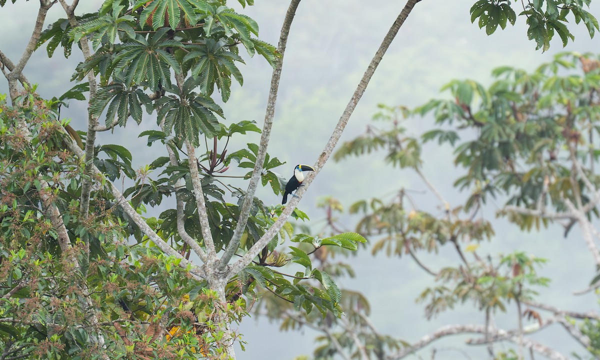 Tucán Pechiblanco - ML647292229