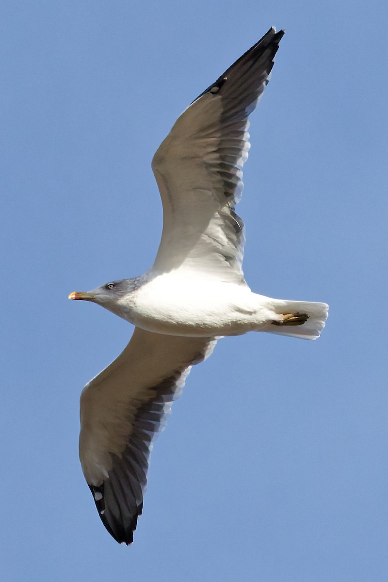 Мартин чорнокрилий - ML647292235