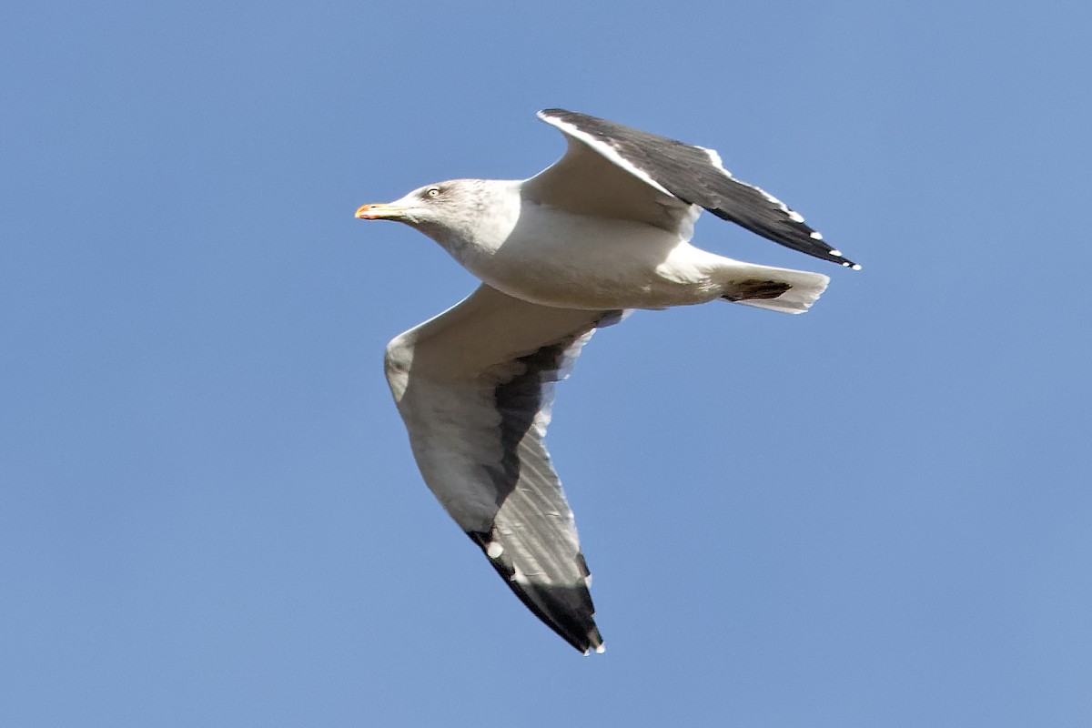 Мартин чорнокрилий - ML647292236