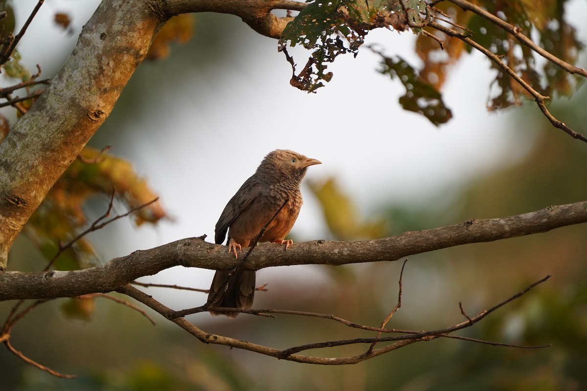 Gelbschnabel-Drosselhäherling - ML647292243