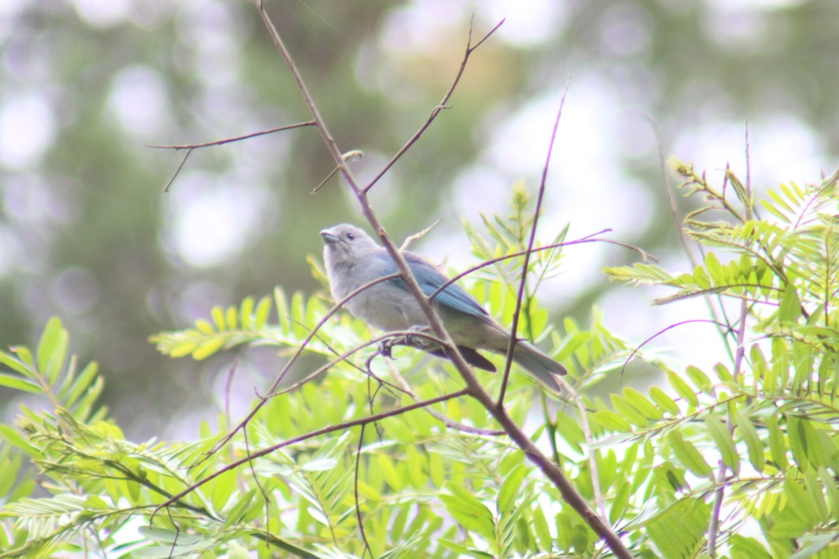 Sayaca Tanager - ML647292244