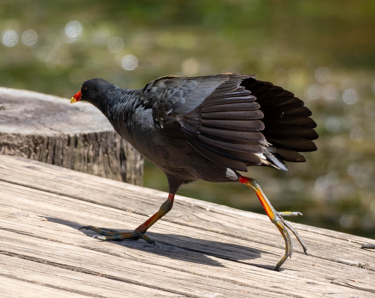 Gallinule sombre - ML647292245