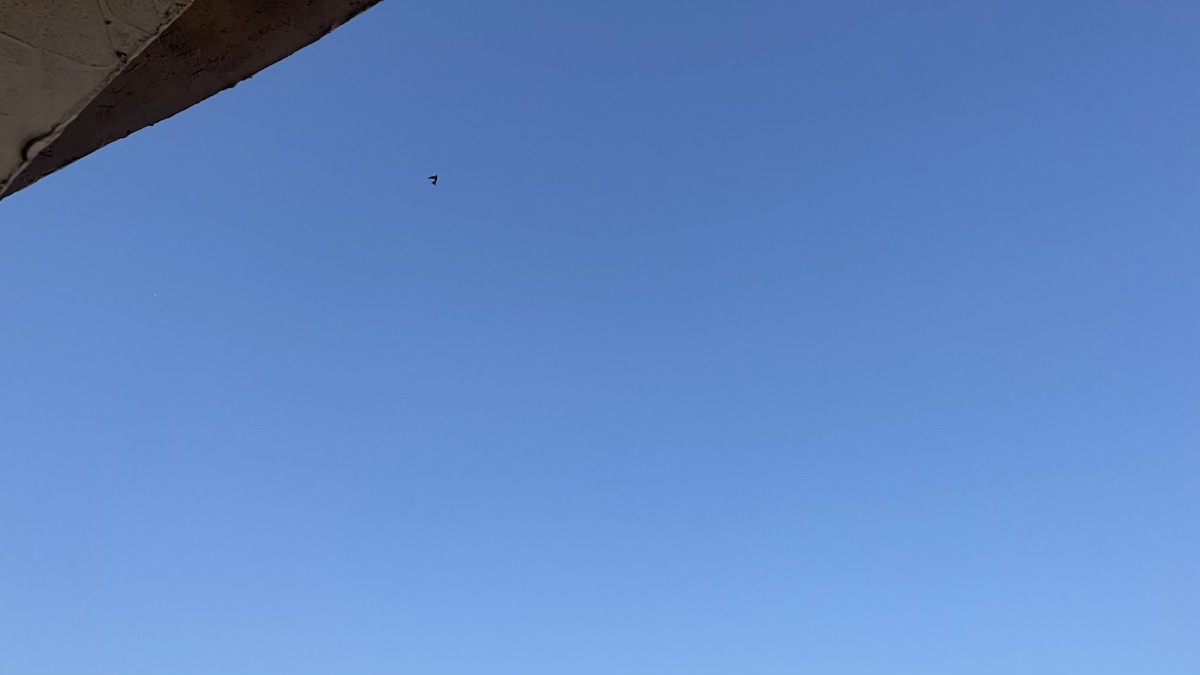 Fahlsegler - ML647292246