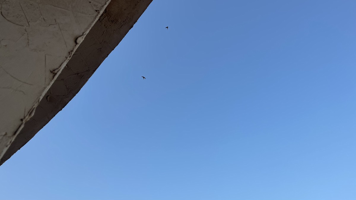 Fahlsegler - ML647292251