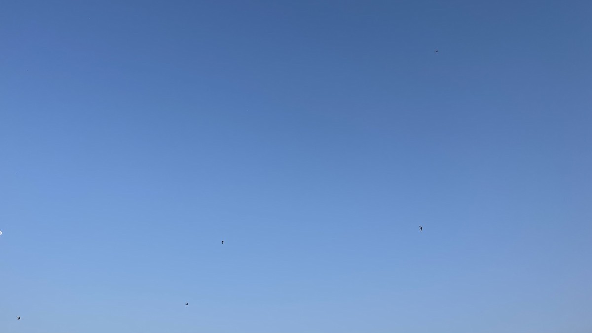 Fahlsegler - ML647292252