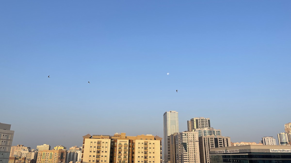 Fahlsegler - ML647292253