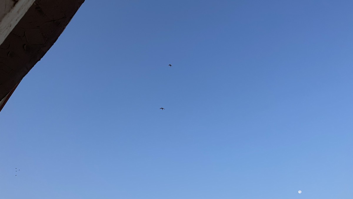 Fahlsegler - ML647292254