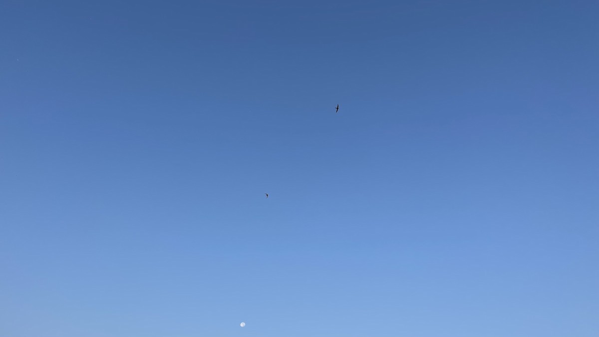 Fahlsegler - ML647292255