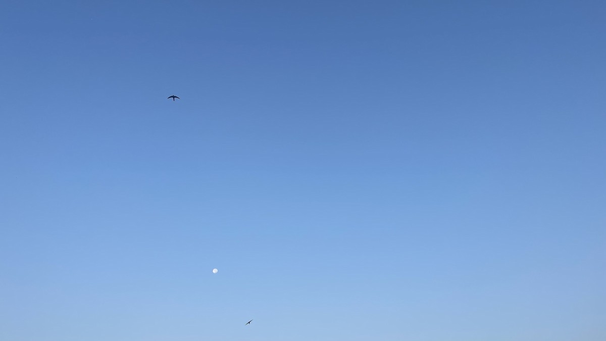 Fahlsegler - ML647292256