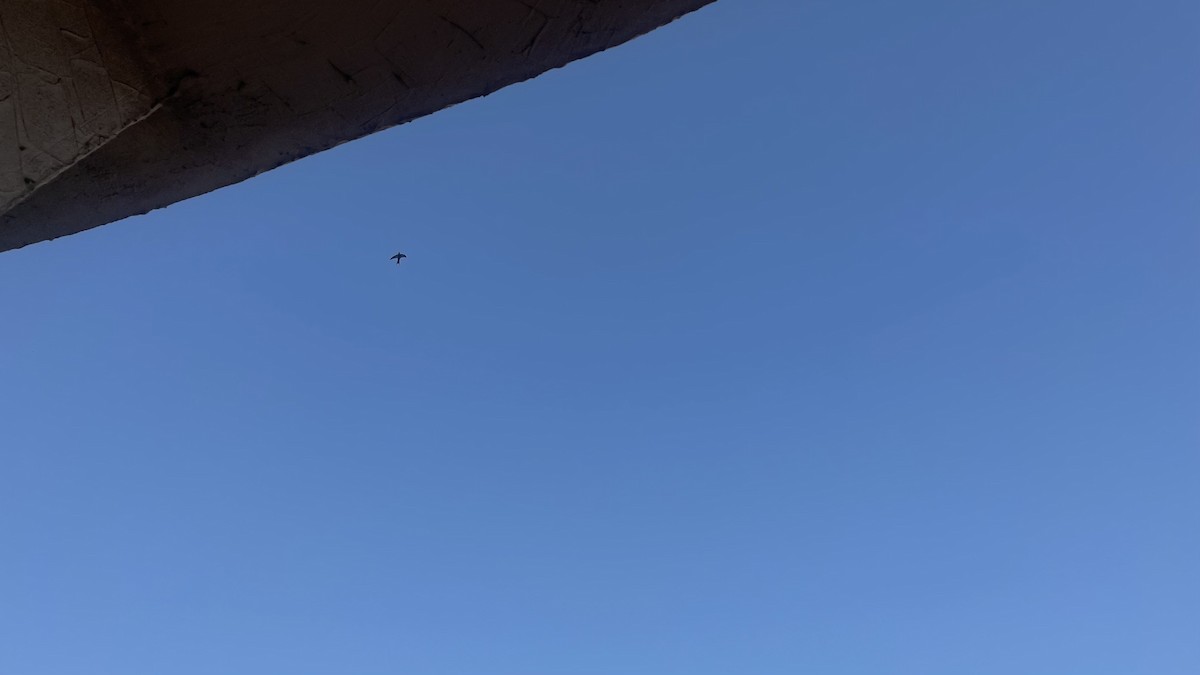 Fahlsegler - ML647292257