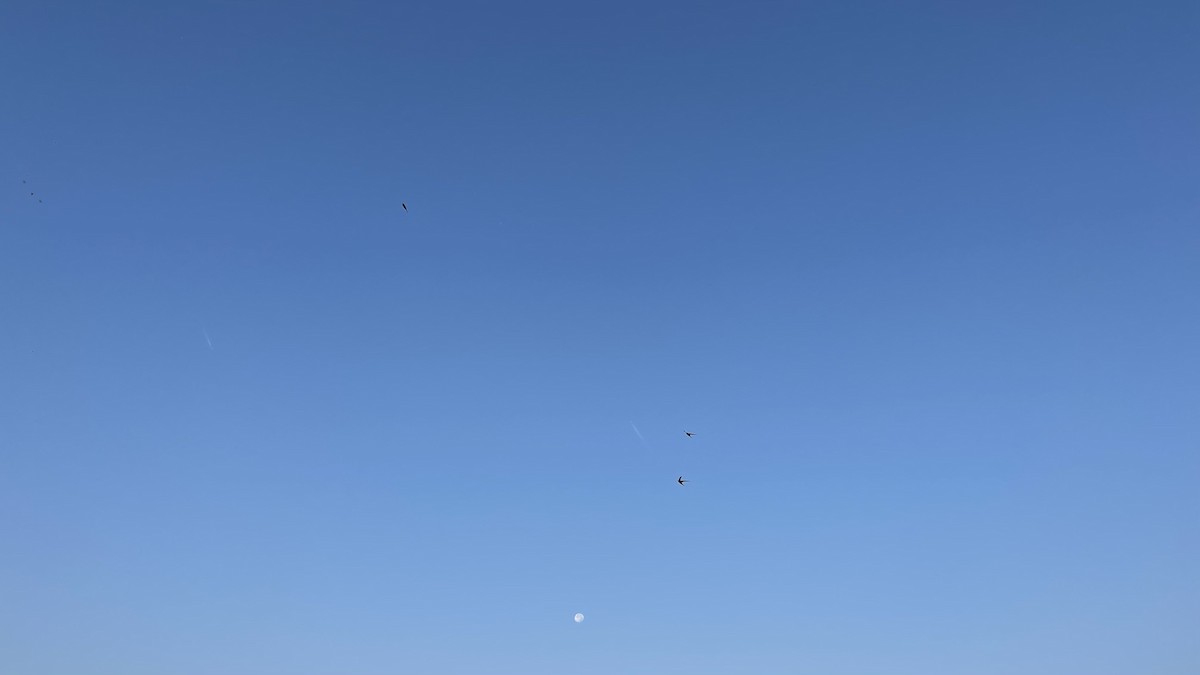 Fahlsegler - ML647292258