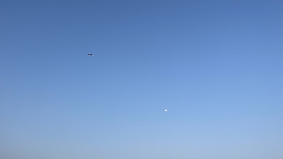 Fahlsegler - ML647292259