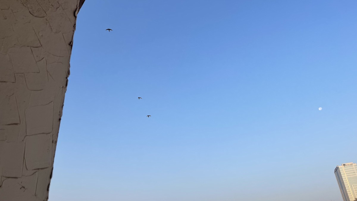 Fahlsegler - ML647292260