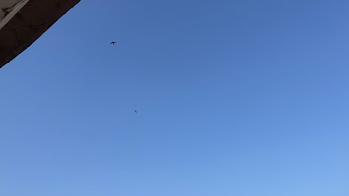 Fahlsegler - ML647292261