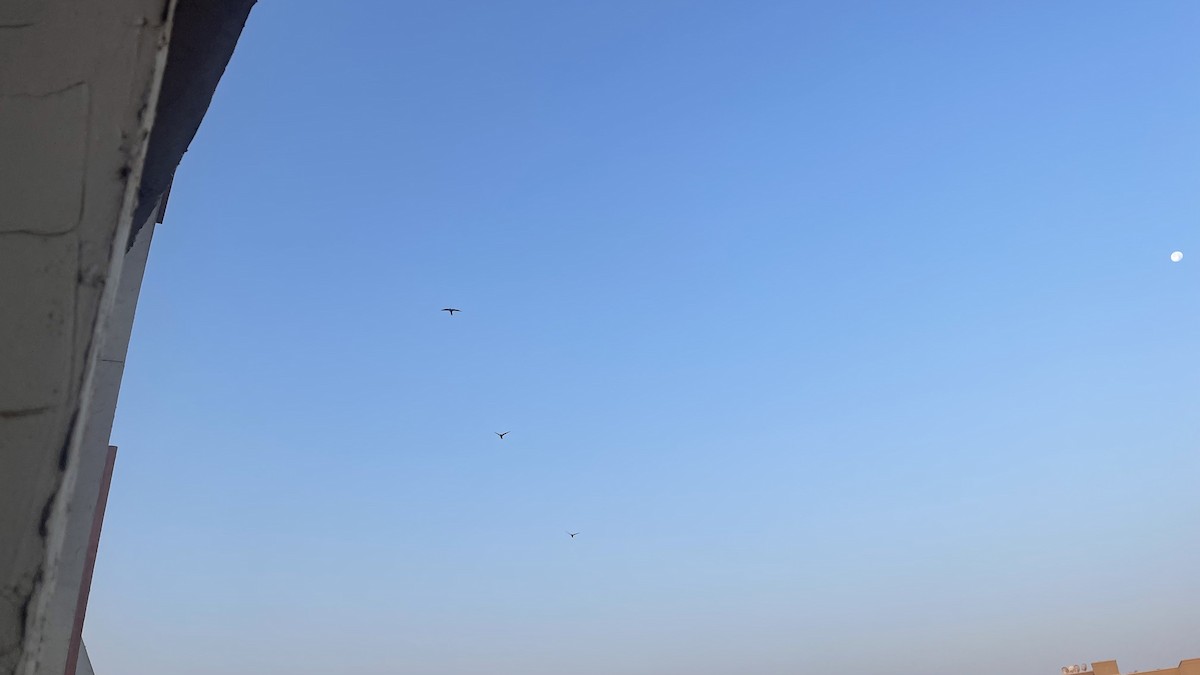 Fahlsegler - ML647292263