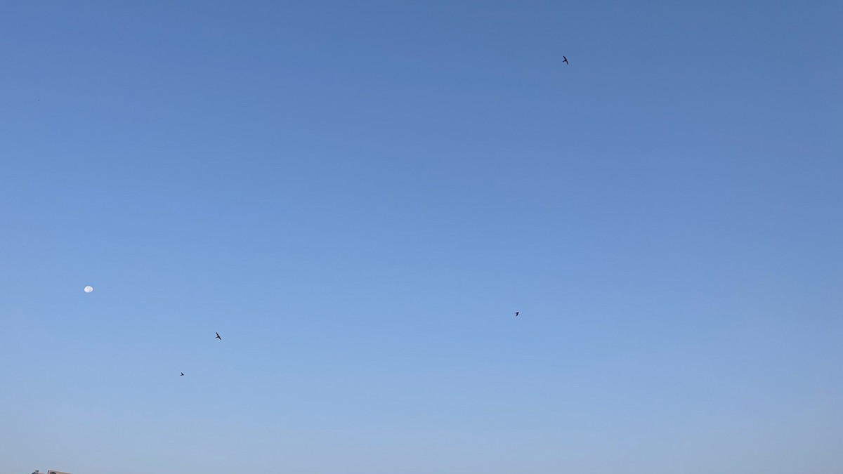 Fahlsegler - ML647292264