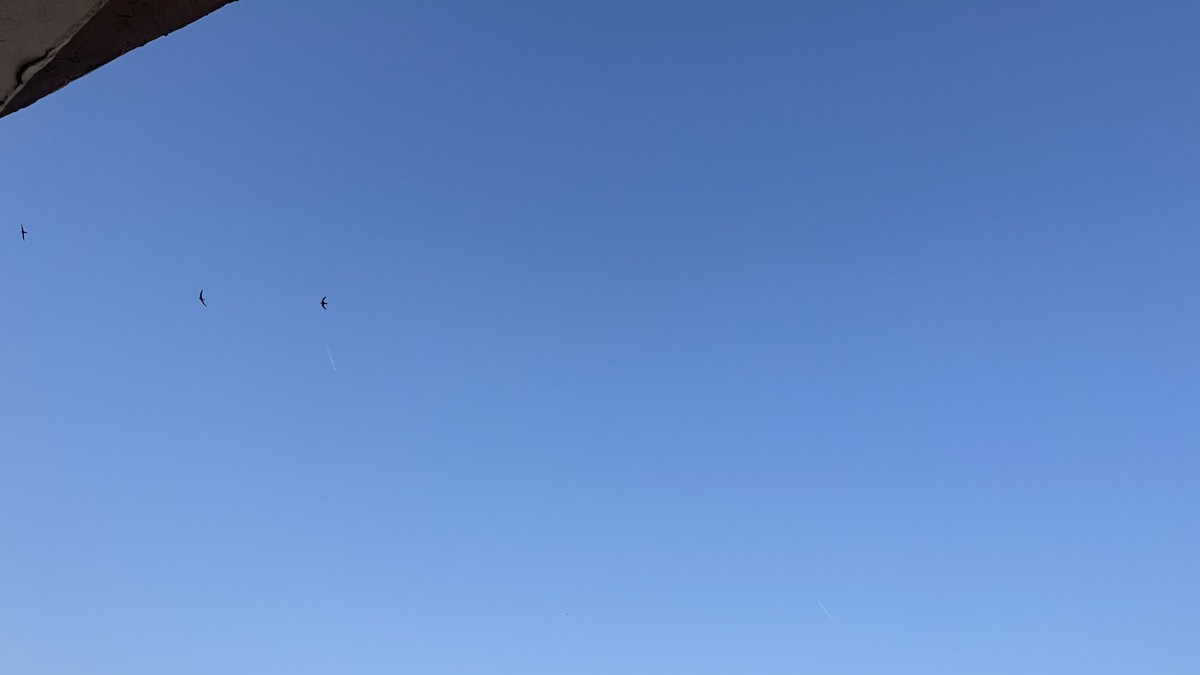 Fahlsegler - ML647292265