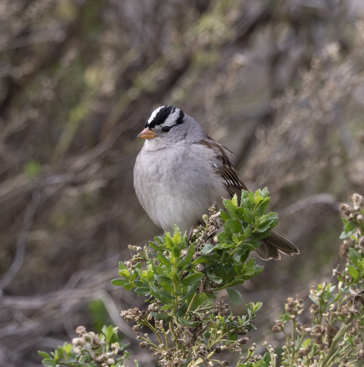 Dachsammer (gambelii) - ML647292271