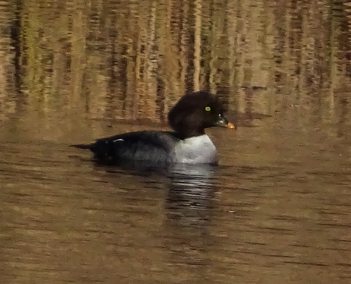 Schellente - ML647292272